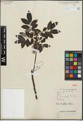 Foto von Salix longiflora Wall. ex Andersson